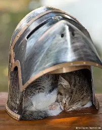 Are you the helmet or the cat?