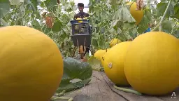Development of hybrid prized melons in Malaysia inspires new generation of young farmers