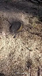 Sappers clear a TM-62 anti-tank mine using a DZM-1, a Ukrainian-designed remote mine clearance device for anti-tank mines that may be booby-trapped.