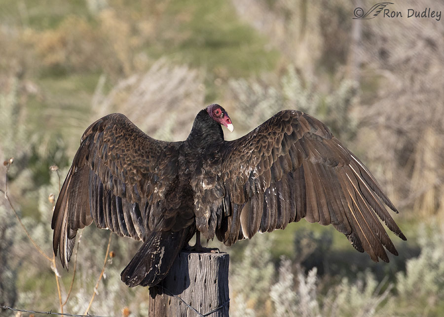 turkey vulture in horaltic stance, photo credit Ron Dudley