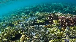 Le phénomène El Niño menace la Grande Barrière de corail