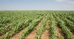 High Plains farmers are experimenting with novel techniques to protect Texas’ future soil