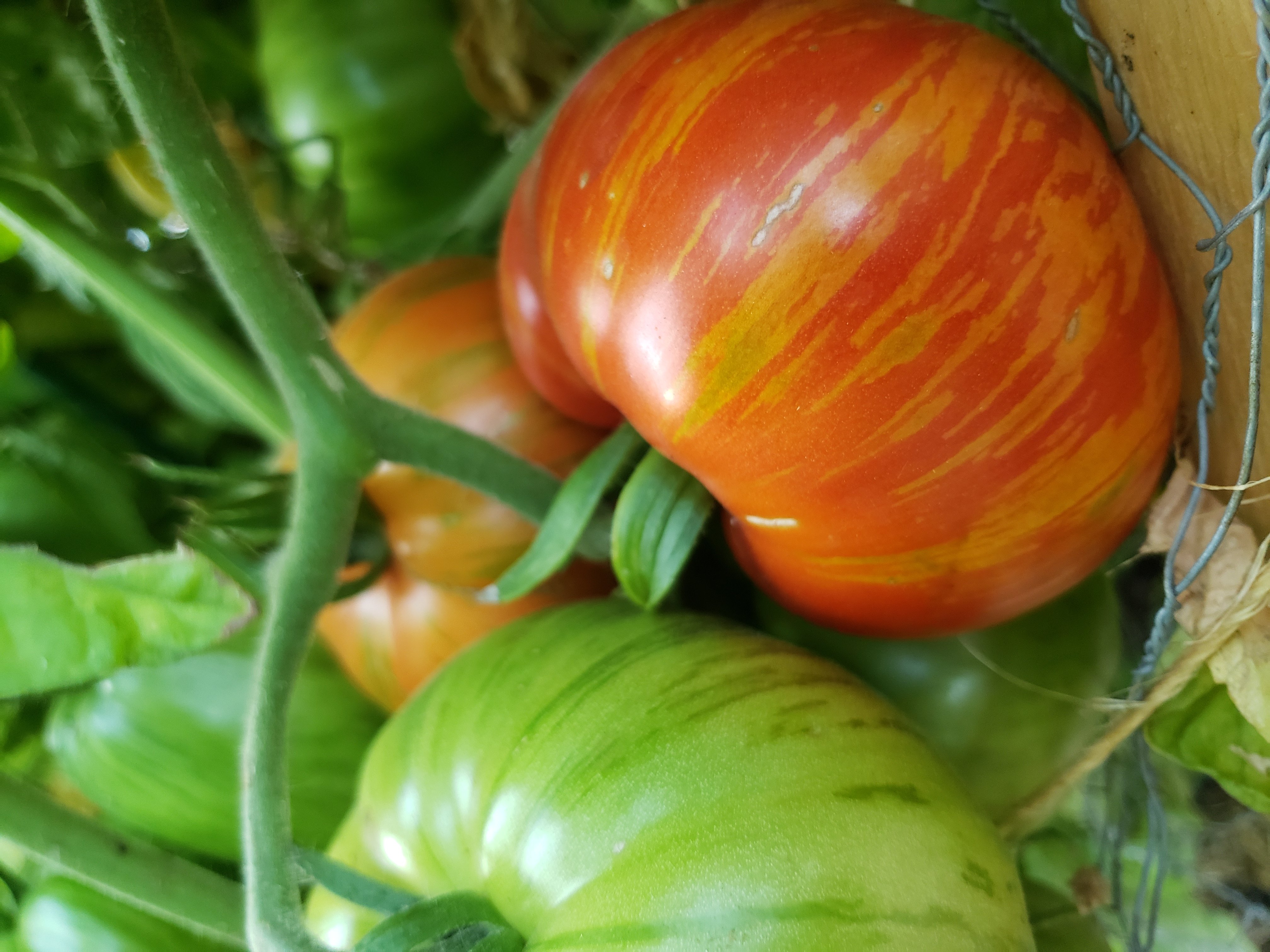 Solar Flare tomato on the vine