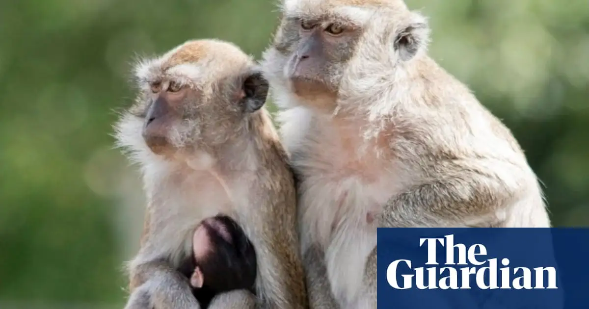 Forty monkeys on the loose in South Carolina after escaping research facility