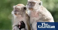 40 Monkeys on the loose in SC after escaping research facility