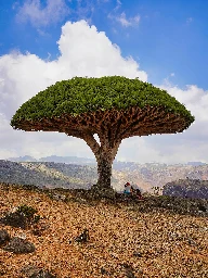 Dracaena cinnabari - Wikipedia