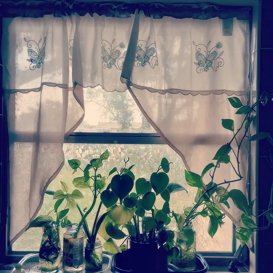 My kitchen window in the morning is just cottagecore enough to bring me peace while I drink my coffee.