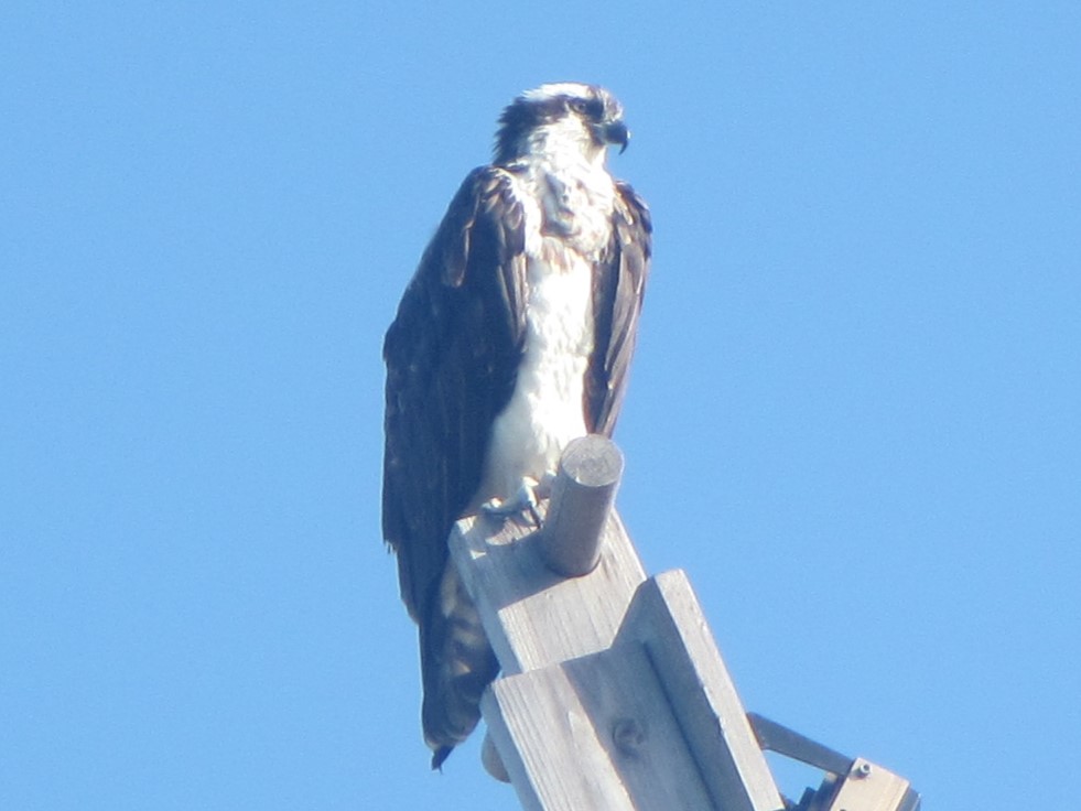 Osprey, Shellmaker Island, Newport Beach, California