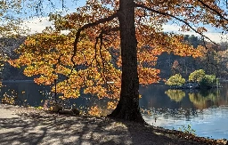 Still tree by still water