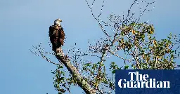 Trump orders likely to drive species’ extinction, wildlife advocates warn