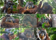 Active self-treatment of a facial wound with a biologically active plant by a male Sumatran orangutan