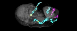 Scientists Accidentally Made a Mouse Grow Legs in Place of Genitals