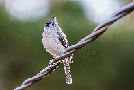 Electrocuted birds are bursting into flames and starting wildfires