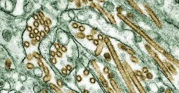 Possible Cluster of Human Bird-Flu Infections Expands in Missouri