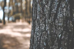 Trees reveal climate surprise: Microbes living in bark remove methane from the atmosphere