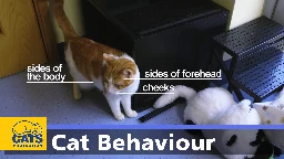 Body Language in Cats