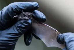 Thousands of Austin's bats will be displaced by I-35 expansion - Austin Monitor