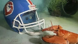 Meet Crush, the rare orange lobster diverted from dinner plate to aquarium by Denver Broncos fans