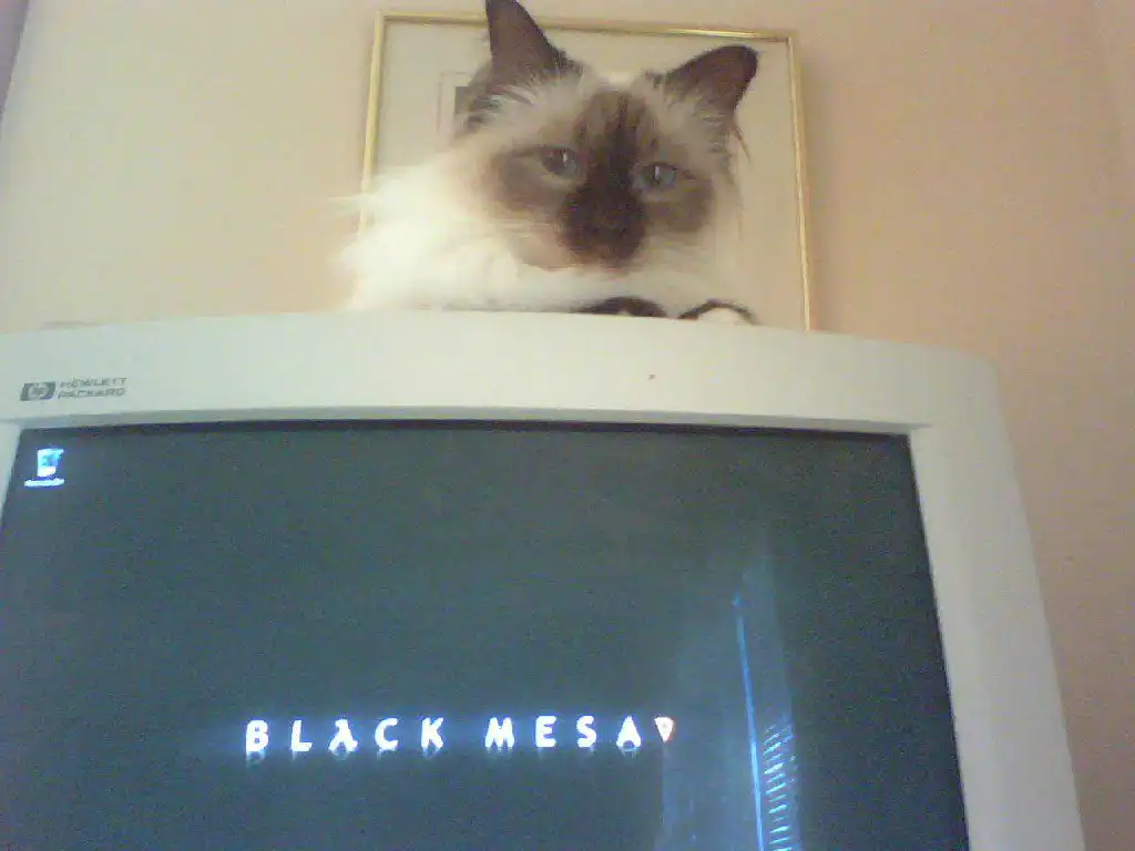 A white Birman cat sitting on top of an old boxy white computer monitor. The monitor&#39;s desktop background says &quot;Black Mesa&quot;.