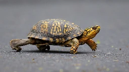 Woman pleads guilty to trying to smuggle 29 turtles across a Vermont lake into Canada by kayak