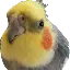 cockatiel