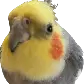 cockatiel