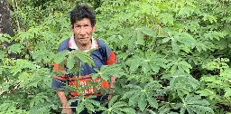 Cassava: The perilous past and promising future of a toxic but nourishing crop