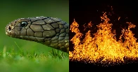 Family Burns Down House While Trying To Get Rid Of Snake