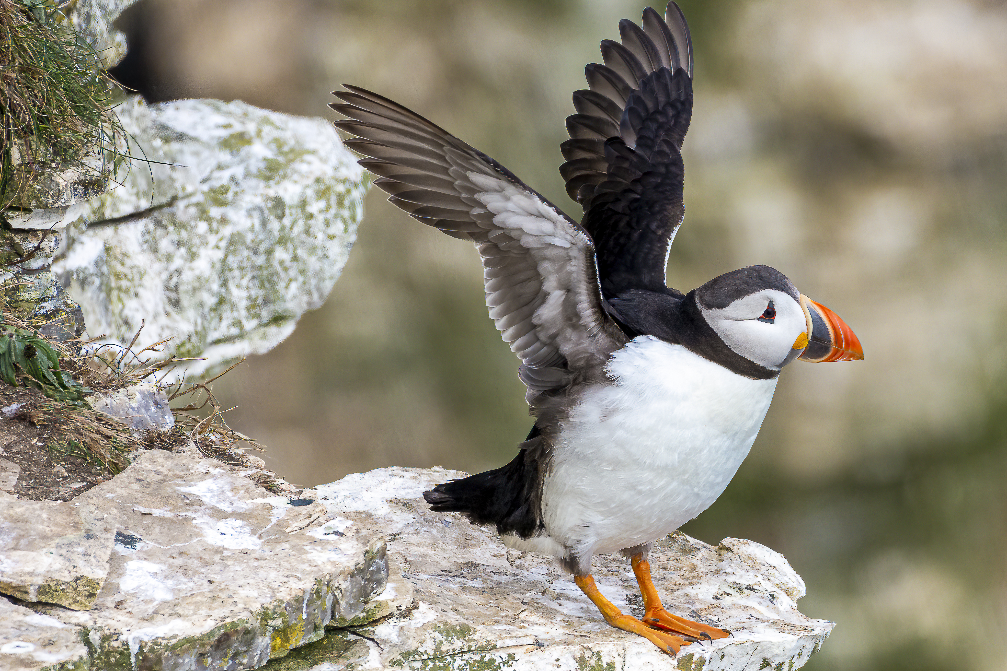 Who's a pretty puffin? (More pics in post)