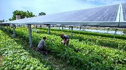 Largest Farm to Grow Crops Under Solar Panels Proves To Be A Bumper Crop For Agrivoltaic Land Use | Climate and Agriculture in the Southeast