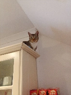 Cat on kitchen cabinet