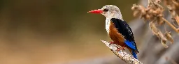 The link between birdsong and language | BBC Earth