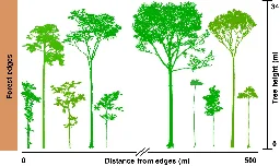 Forest fragmentation is changing the shape of Amazonian trees, finds study