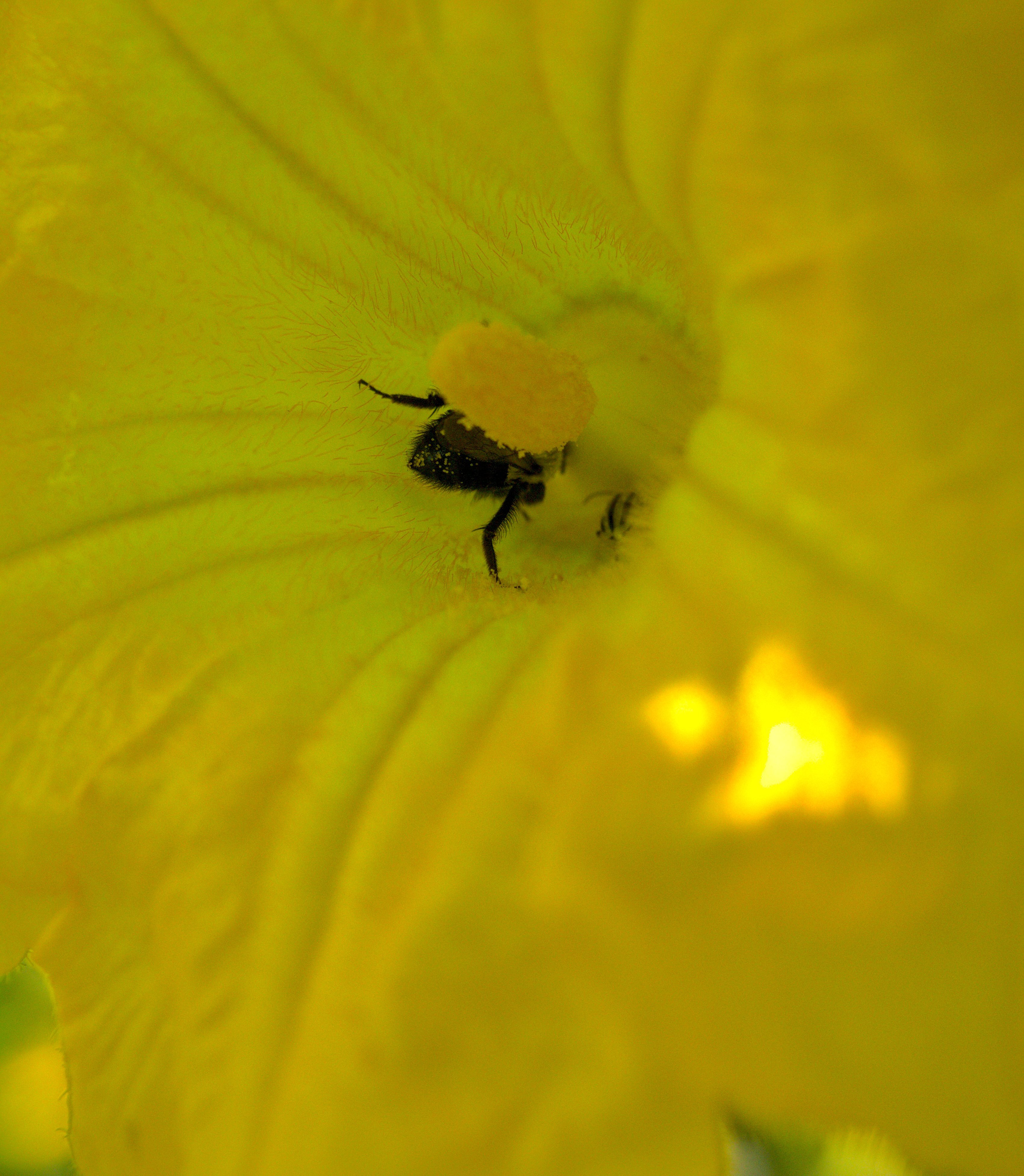 There's a bee butt in that flower!