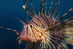 Venomous lionfish are invading the Mediterranean Sea. The rise of these deadly predators has scientists worried