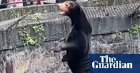 Chinese zoo denies its sun bears are humans dressed in costumes