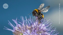 Do insects have an inner life? Animal consciousness needs a rethink