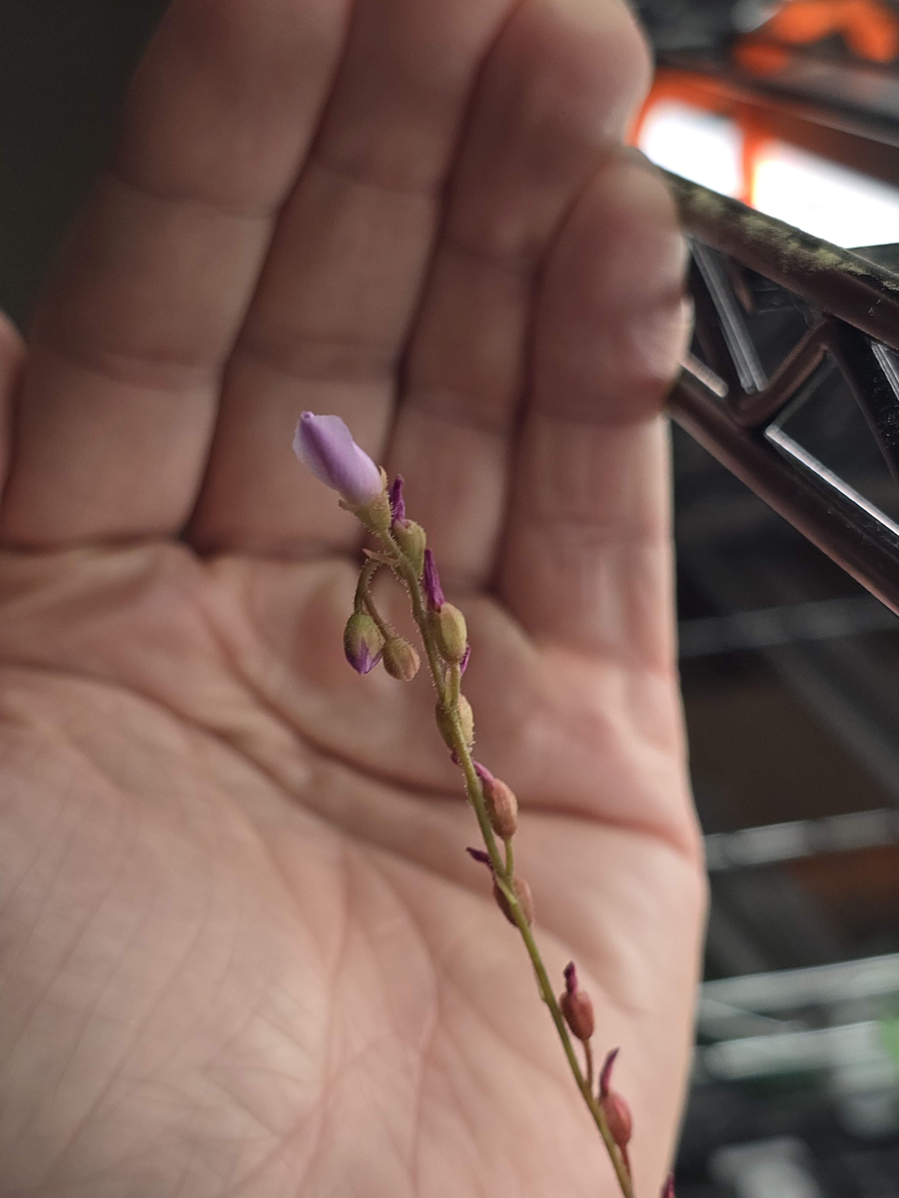 A close up of a flower stalk with blooms from another plant. A thin straight stalk is covered with a chain of folded up flowers that are producing seeds. 