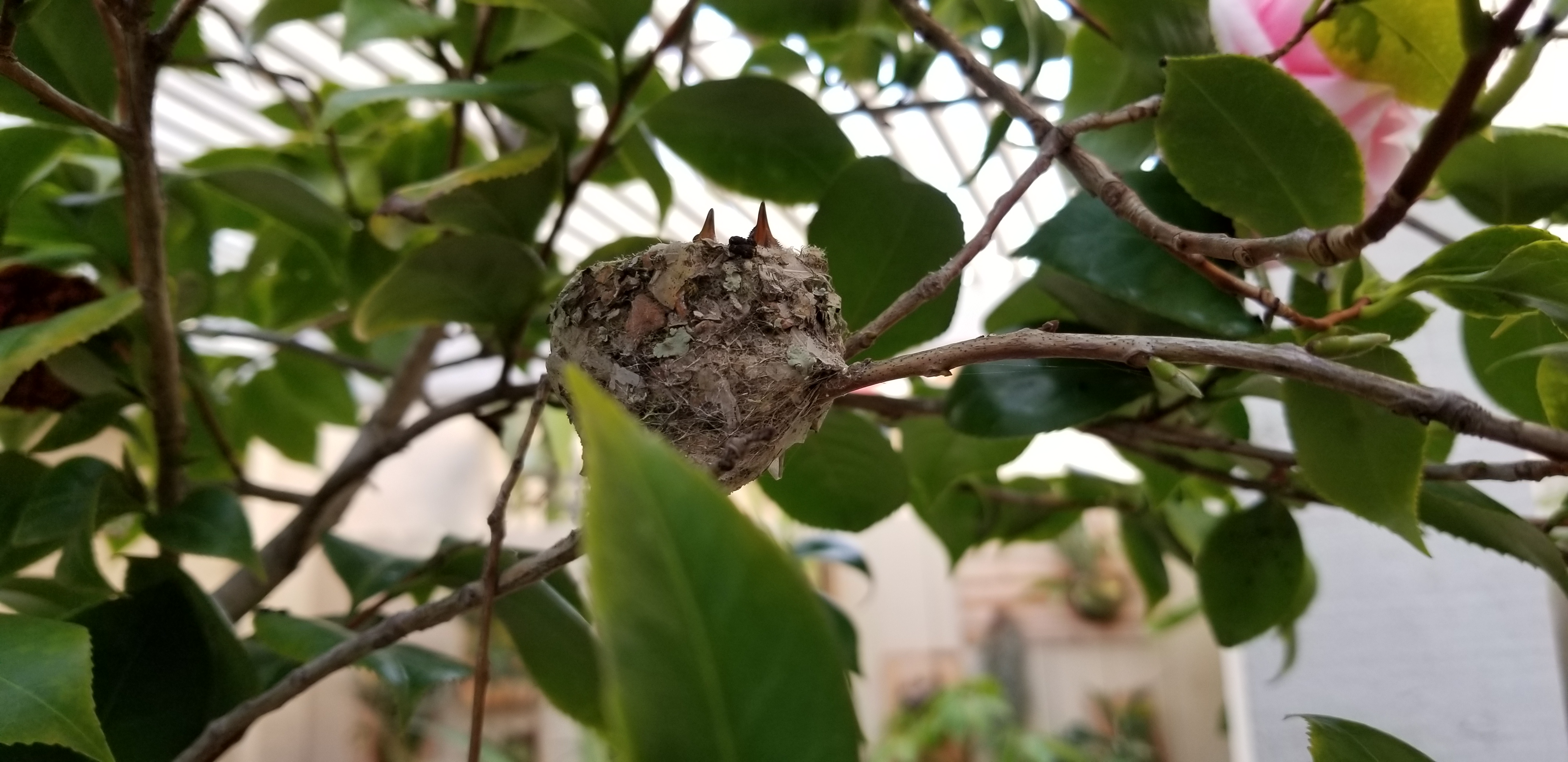 humming bird nest side view with two baby bird beaks poking upward