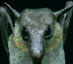 Cave nectar bat - Wikipedia