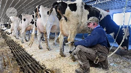 Bird flu in US cows: is the milk supply safe?