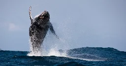 Humpback Whale Sets Record for How Far It Traveled