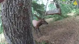 Watch: Police Officer Nearly Gored While Freeing Bull Elk from Swing