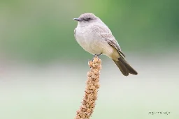 Racism, misogyny prompt American Ornithological Society renaming of birds - UPI.com