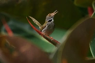 A really tiny Common Tailorbird