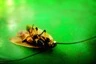 BugKilla
