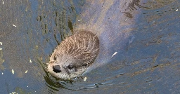 Montana otter attack leaves 3 women hurt, including one flown to the hospital