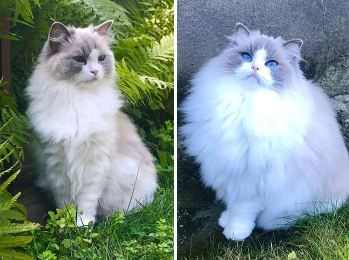 Summer floof vs Winter floof