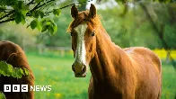 Horses are smart enough to plan and strategise, new study shows