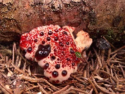 Hydnellum peckii - Wikipedia